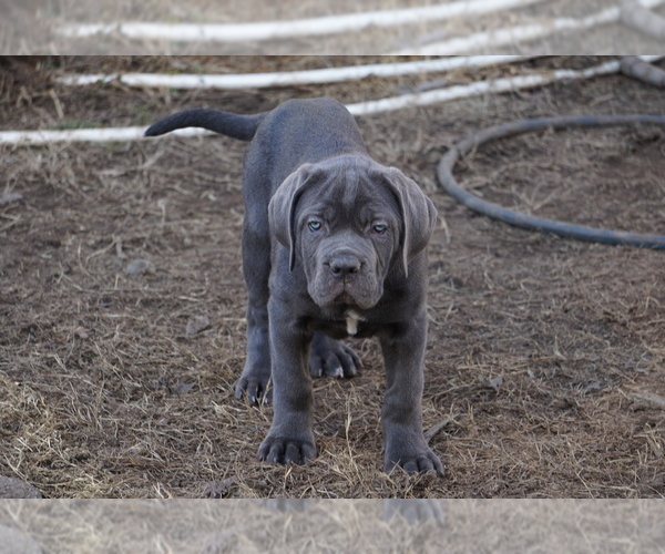 Medium Photo #35 Cane Corso Puppy For Sale in COLONIAL HEIGHTS, VA, USA