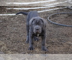 Small Photo #35 Cane Corso Puppy For Sale in COLONIAL HEIGHTS, VA, USA
