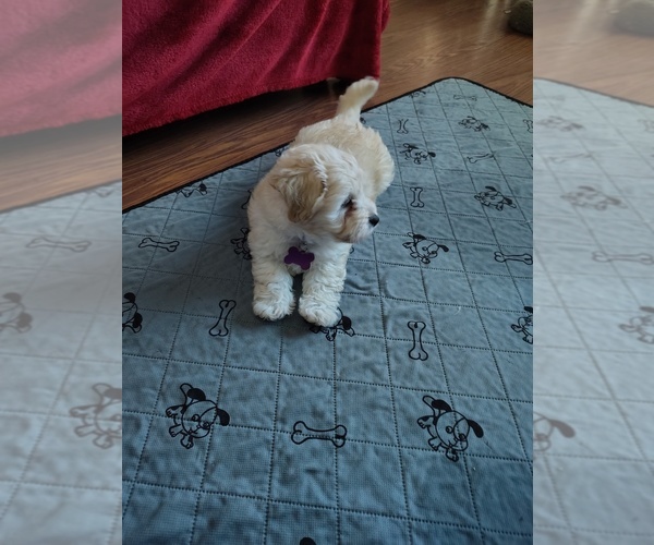 Medium Photo #12 Maltipoo (Miniature) Puppy For Sale in SAN ANTONIO, TX, USA