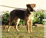 Small #1 Mutt