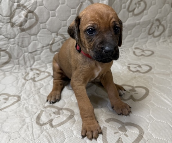 Medium Photo #5 Labrador Retriever-Rhodesian Ridgeback Mix Puppy For Sale in FRESNO, CA, USA