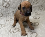 Gadget - Female Labrador Retriever-Rhodesian Ridgeback Mix Puppy for Sale - Photo #5