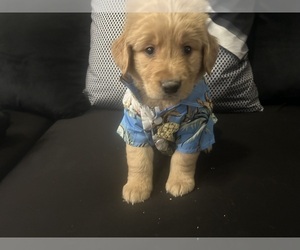 Golden Retriever Puppy for sale in ROEBUCK, SC, USA