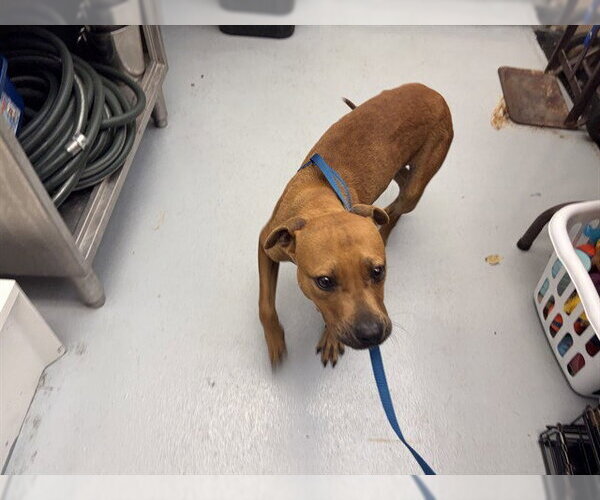 Medium Photo #1 American Pit Bull Terrier-Unknown Mix Puppy For Sale in Berkeley , CA, USA