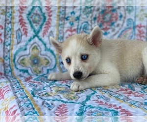 Pomsky-Shiba Inu Mix Puppy for sale in LANCASTER, PA, USA
