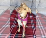 Small #9 American Pit Bull Terrier-Labrador Retriever Mix