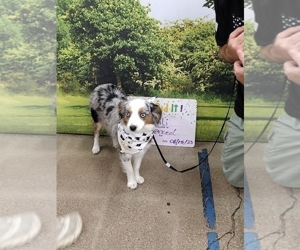 Medium Photo #1 Australian Shepherd Puppy For Sale in LA MIRADA, CA, USA