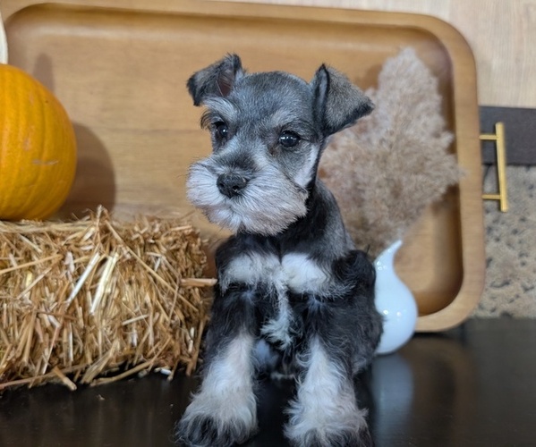Medium Photo #4 Schnauzer (Miniature) Puppy For Sale in GOSHEN, IN, USA