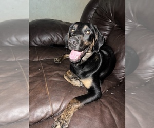 Bluetick Coonhound-Golden Retriever Mix Puppy for sale in CHANDLER, IN, USA