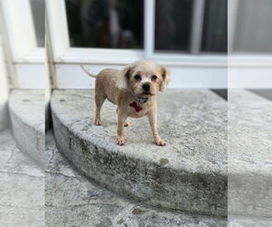 Poodle (Miniature)-Unknown Mix Dogs for adoption in Farmington, MN, USA