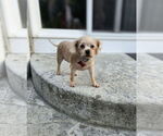Small Poodle (Miniature) Mix