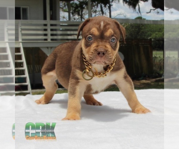Medium Photo #1 American Bully Puppy For Sale in JOHNS ISLAND, SC, USA