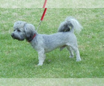 Small Photo #1 Havanese Puppy For Sale in WINSTON SALEM, NC, USA