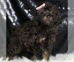 Small #3 Poodle (Toy)