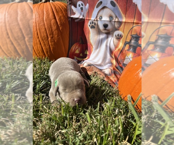 Medium Photo #2 Labrador Retriever Puppy For Sale in NEOLA, WV, USA