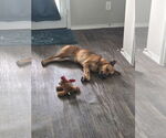 Small #10 German Shepherd Dog Mix