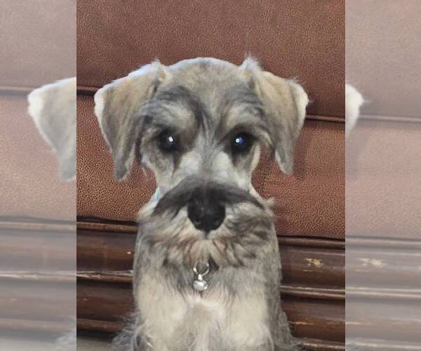 Medium Photo #3 Schnauzer (Miniature) Puppy For Sale in BROOKSVILLE, FL, USA