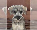 Small #2 Schnauzer (Miniature)