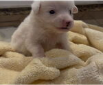 Small #1 Great Pyrenees