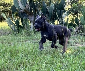 Cane Corso Puppy for sale in MONTGOMERY, AL, USA