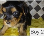 Puppy Boy 2 Yorkshire Terrier