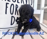 Puppy 8 Labradoodle