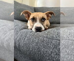 Small #2 Mutt