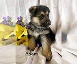 Small Photo #2 German Shepherd Dog Puppy For Sale in COLBY, WI, USA