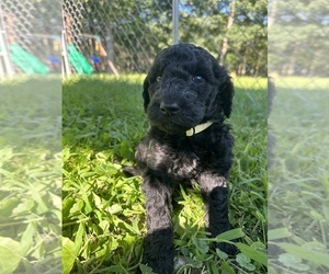 Poodle (Standard) Puppy for sale in WINTERPORT, ME, USA