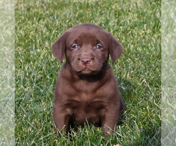 Medium Photo #1 Labrador Retriever Puppy For Sale in NARVON, PA, USA