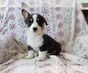 Pembroke Welsh Corgi Puppy for sale in SHILOH, OH, USA