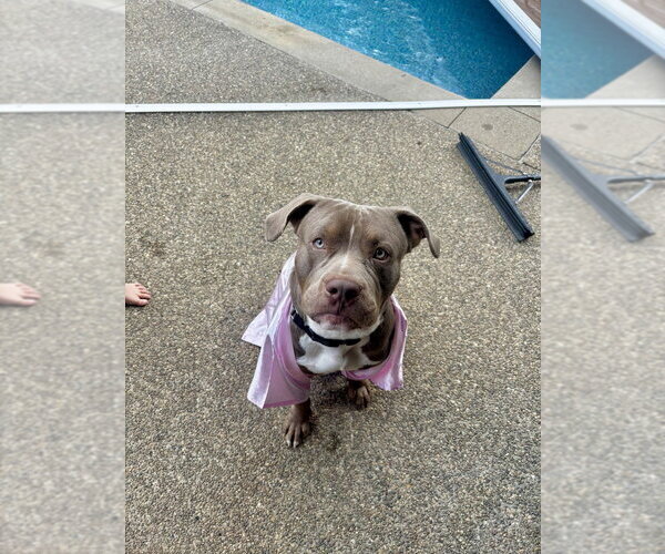 Medium Photo #4 American Pit Bull Terrier Puppy For Sale in Springdale, PA, USA