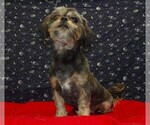 Small #2 Cavapoochon (Miniature)