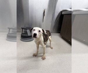 Mutt Dogs for adoption in Fairbanks, AK, USA