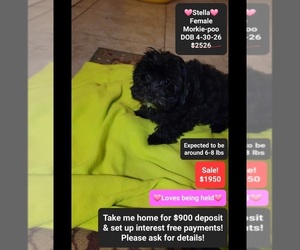 Morkie Poo (Toy) Puppy for sale in TUCSON, AZ, USA