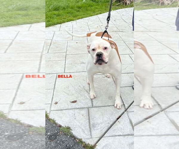 Medium Photo #3 American Bulldog-Unknown Mix Puppy For Sale in Woodland Hills, CA, USA