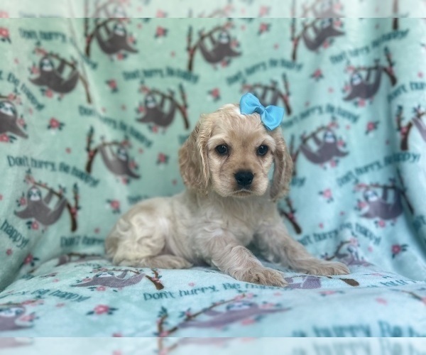 Medium Photo #2 Cocker Spaniel Puppy For Sale in LAKELAND, FL, USA