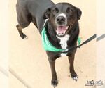 Small #4 Labrador Retriever Mix