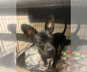 French Bullhuahua Dogs for adoption in Redwood City, CA, USA