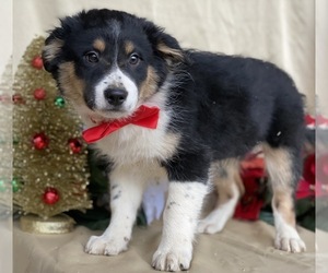 Border Collie-Unknown Mix Puppy for sale in LANCASTER, PA, USA