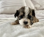 Puppy 9 Havanese