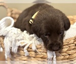 Small #16 Labrador Retriever