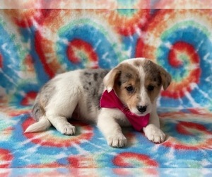 Collie-Pembroke Welsh Corgi Mix Puppy for sale in LANCASTER, PA, USA