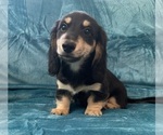 Small #5 Dachshund