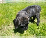 Small Photo #24 Mastiff Puppy For Sale in FULTON, NY, USA