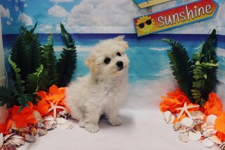 Pomeranian-Poodle (Toy) Mix Puppy for sale in LAS VEGAS, NV, USA