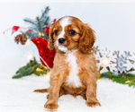 Small Photo #54 Cavalier King Charles Spaniel Puppy For Sale in WAKARUSA, IN, USA