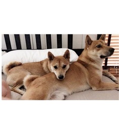 Mother of the Shiba Inu puppies born on 05/19/2017