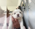 Puppy Falcor Shih Tzu