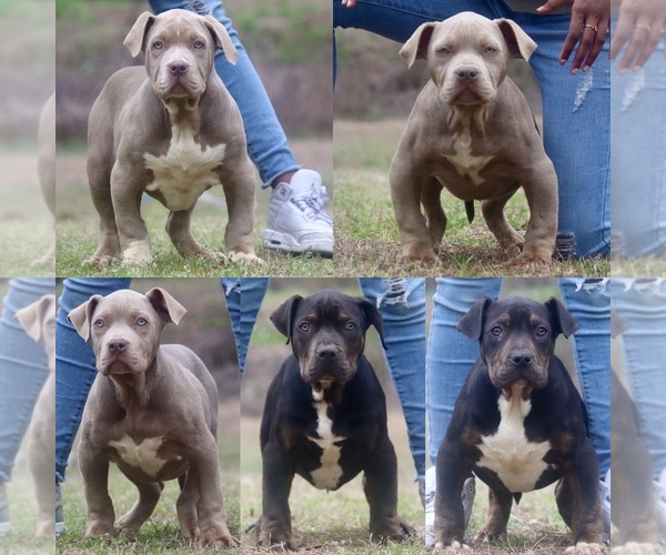 Medium Photo #1 American Bully Puppy For Sale in ORANGEBURG, SC, USA